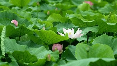 听，夜莺一直在歌唱（十四）