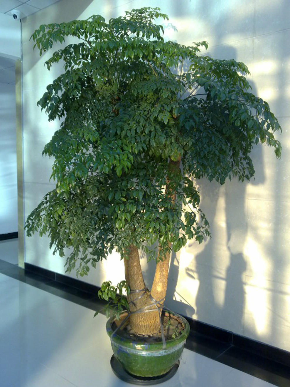 客厅最旺三种树好养,客厅最容易养的树