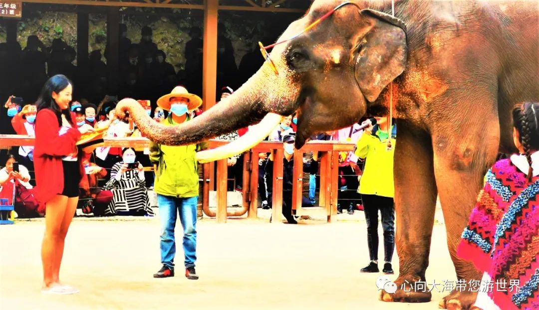 彩云之南版纳行,版纳之旅看大象