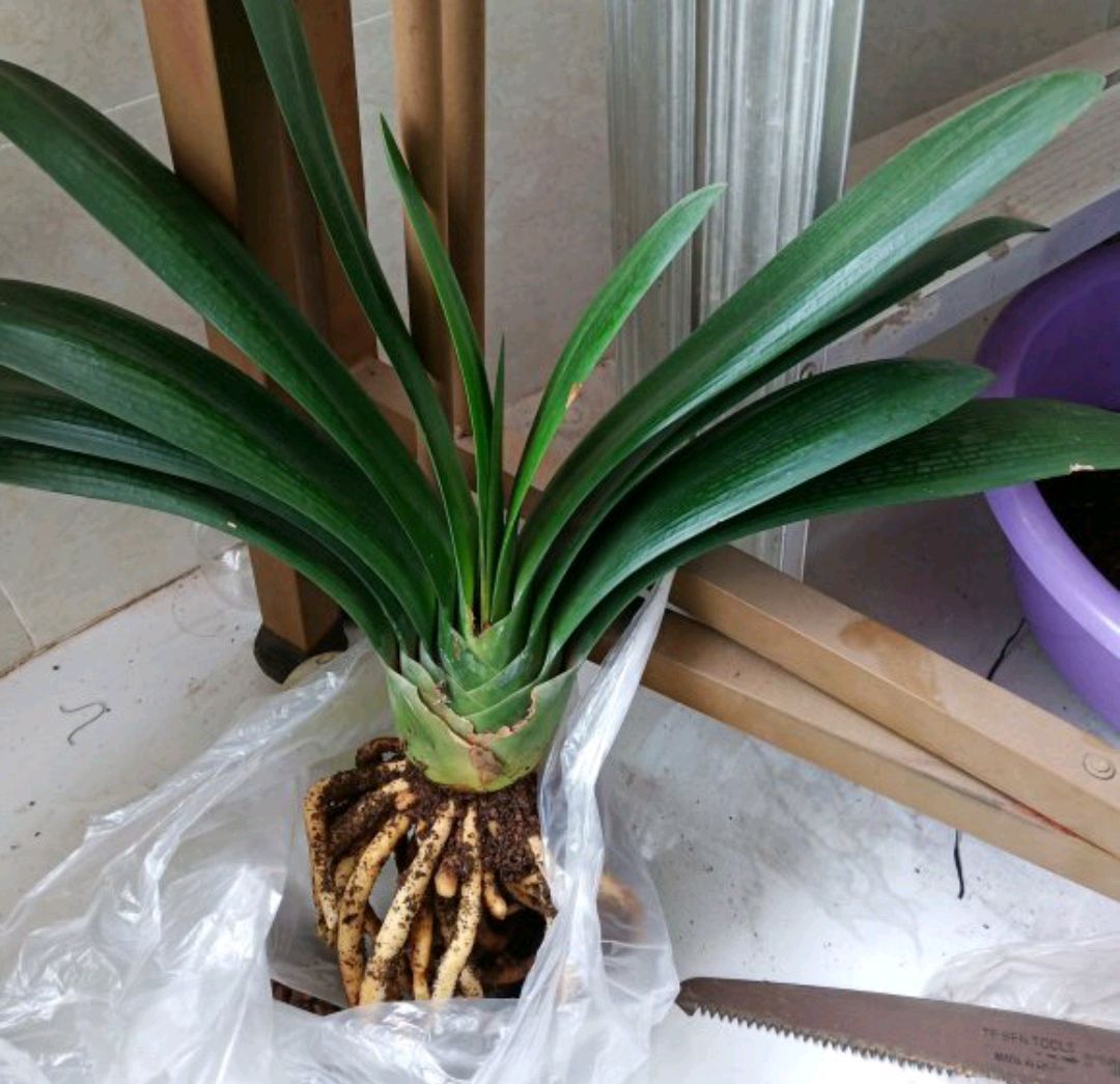 君子兰从配土到开花的五种步骤,君子兰栽培技术君子兰啥时候开花