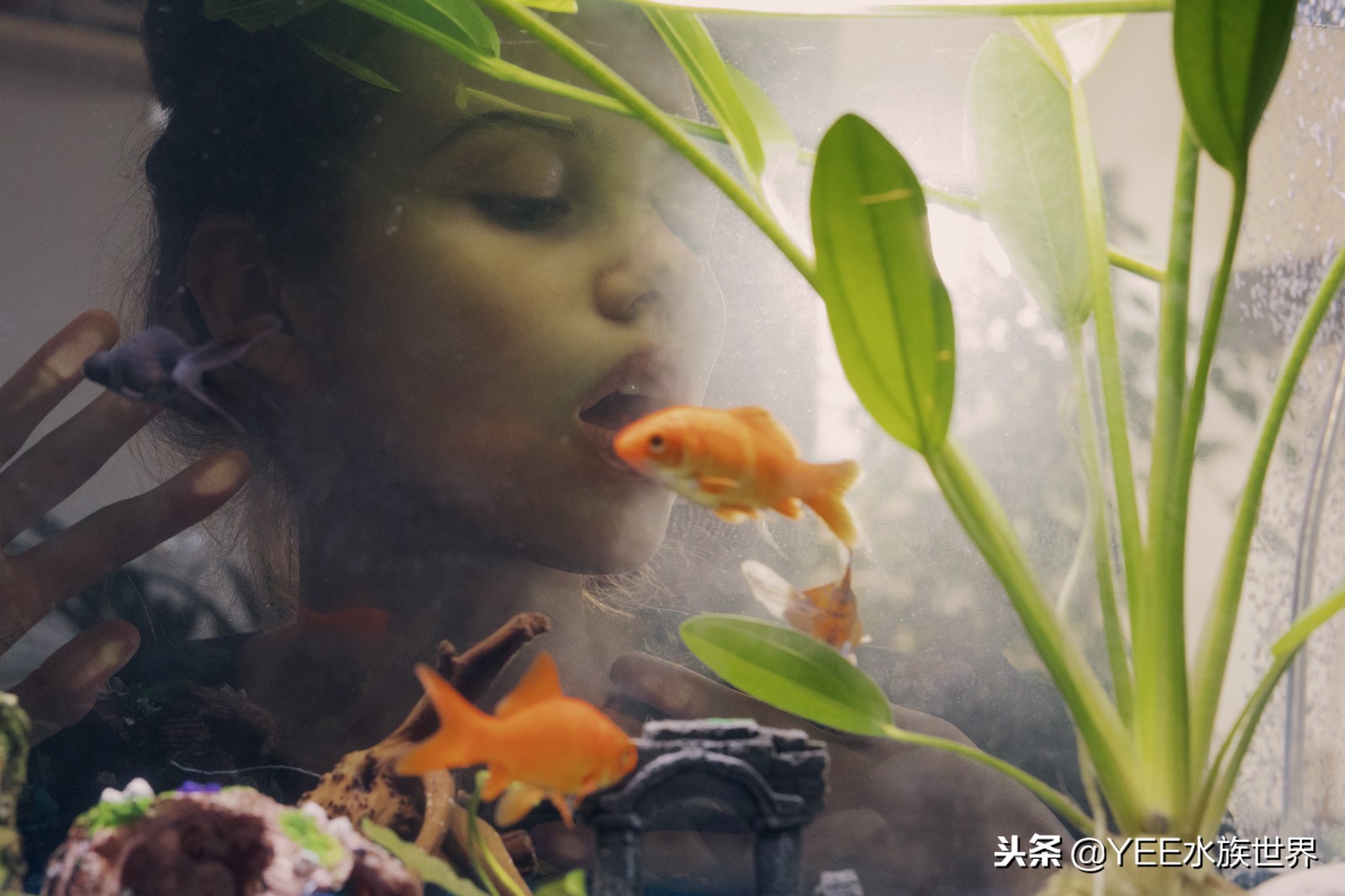 养鱼的心酸和感受,养鱼其实也是一个自我磨练的过程