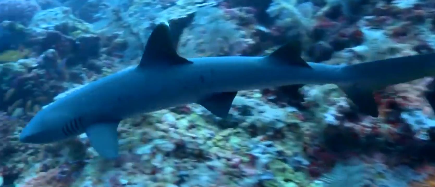 人类割掉鳍的鲨鱼还能活多久,鲨鱼的鳍被割掉后扔回大海