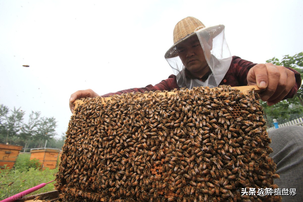 现在在农村创业养殖什么好见效,回家创业搞什么养殖最好又赚钱