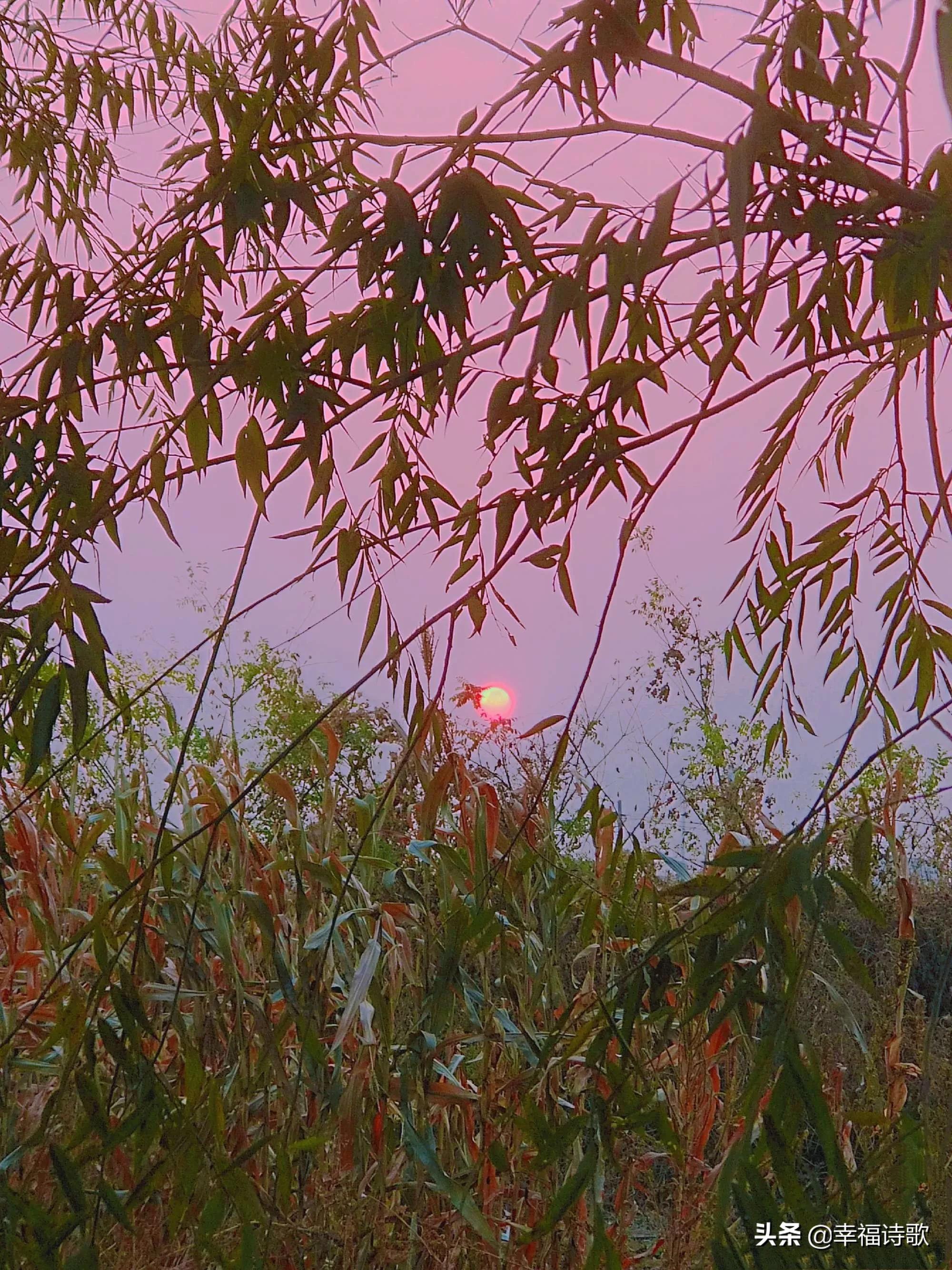 小诗60字,小诗11首完整版