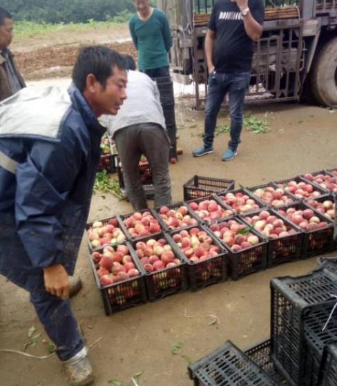 最适合夏天吃的十种水果,夏天多吃的六种水果