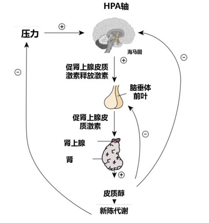 糖皮质激素分类及作用,吸入性糖皮质激素分类