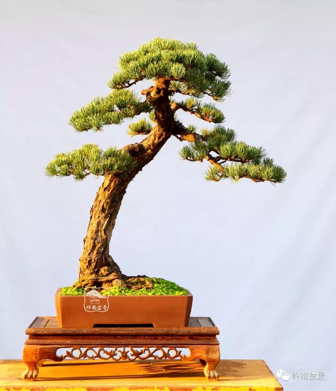 盆景欣赏苍劲有力老桩,精品盆景寒枝欣赏