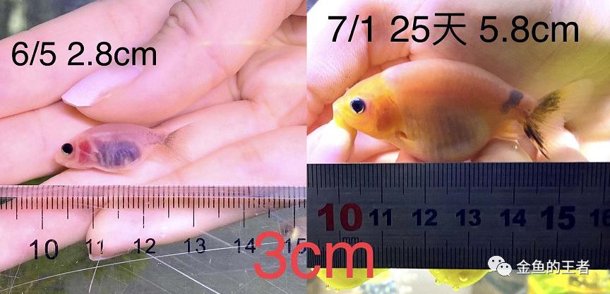 养功考试1个月，20条鱼的前后成长对比，变化太惊艳了