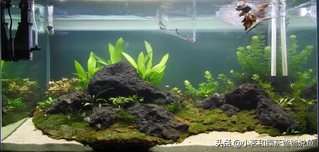 养殖观赏鱼专用鱼缸,养小型观赏鱼用多大的鱼缸较好