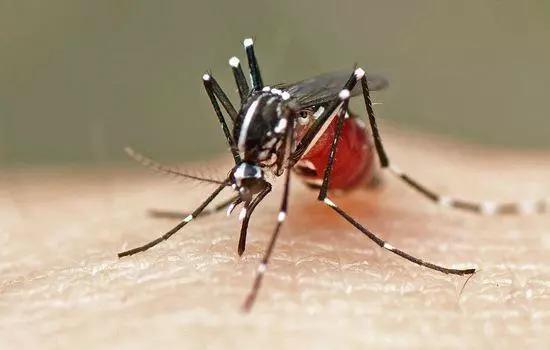 夏天蚊子嗡嗡响四个办法让其闭嘴,怎么防止蚊子嗡嗡的