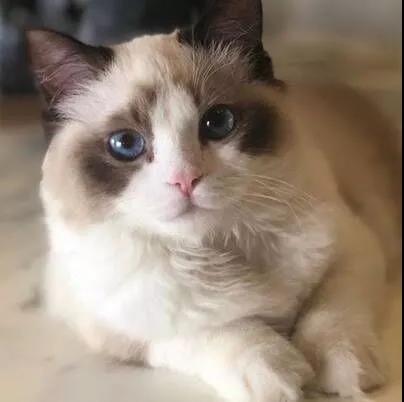 「JALOUSE」有一说一，我确实馋他们的身子