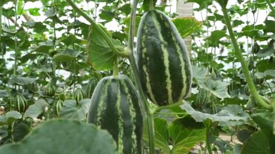 种植什么香瓜品种好吃又甜,怎样种香瓜产量高还甜和大