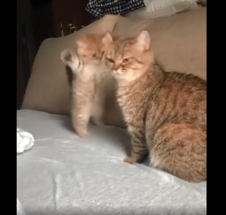 小奶猫被猫妈妈接纳,小奶猫撒娇人类忍不住揍小奶猫