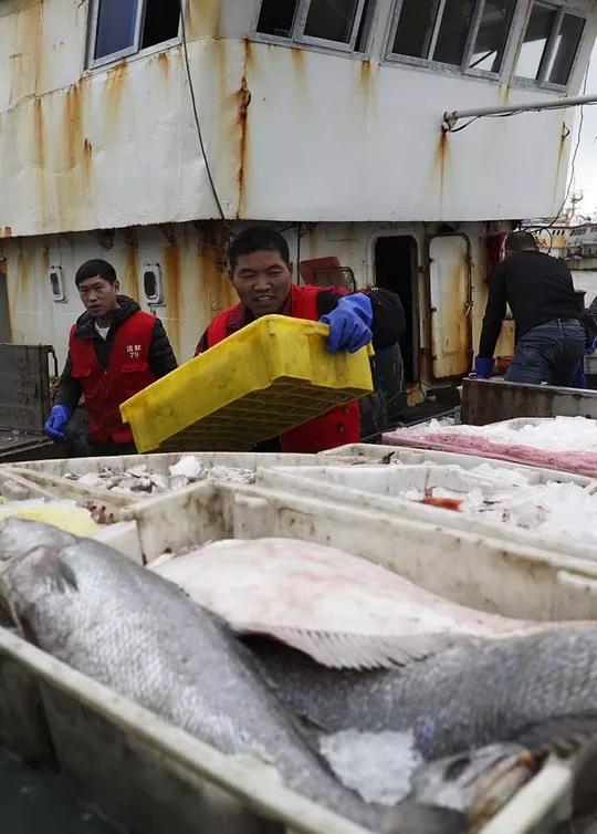 舟山白鲳,舟山的大白鲳