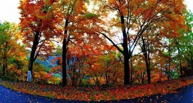 湖北深秋自驾游景点推荐,秋色彩林川西自驾