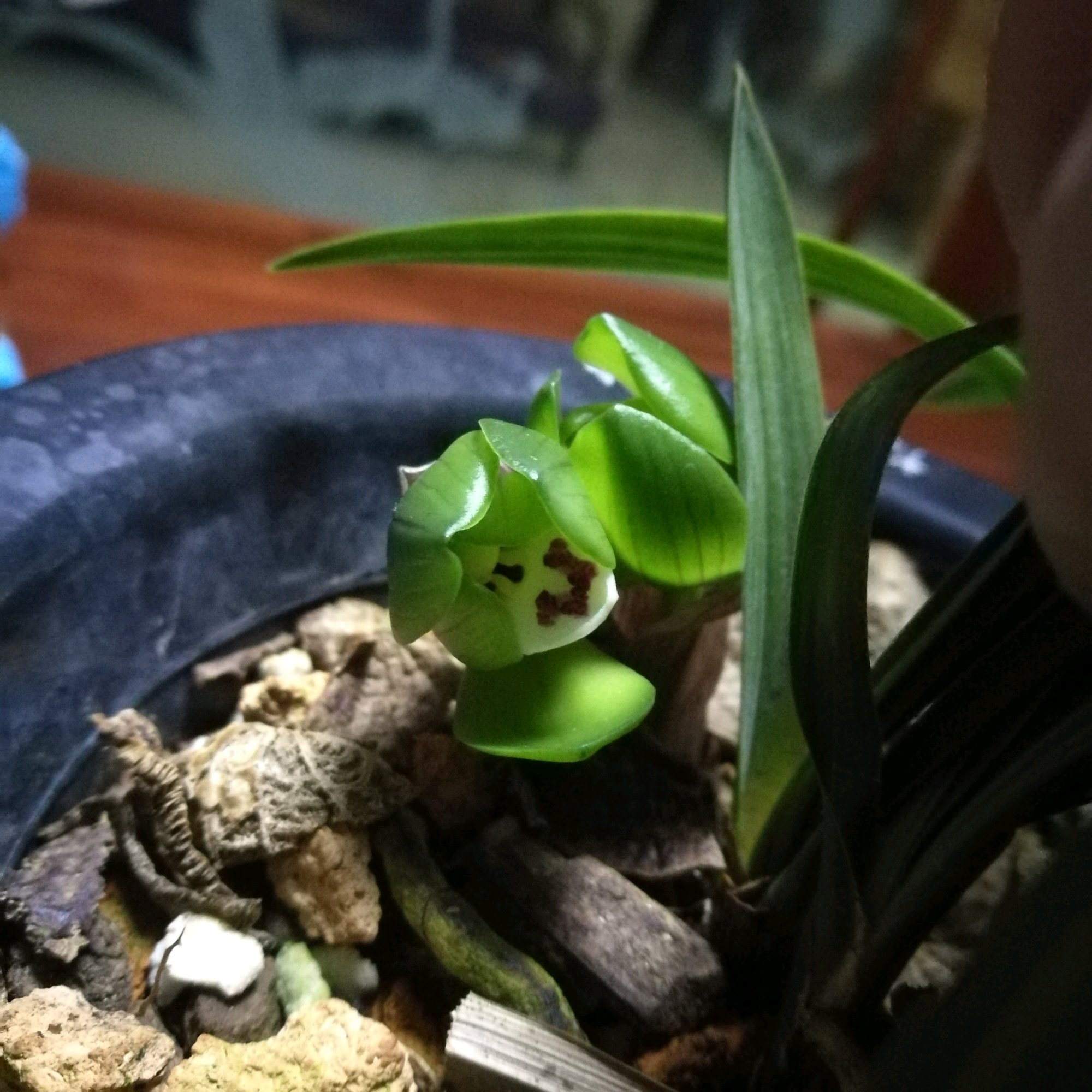 处在花苞期的兰花是否能施肥,兰花打花苞的时候用什么肥料最好