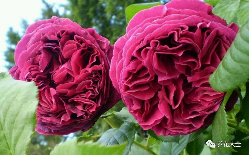 绿萝与铜钱草四季养护,怎么让铜钱草长得和绿萝一样