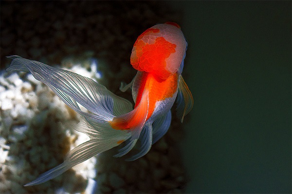 冬天养鱼加热垫好还是加热棒好,冬天大水缸室外养鱼用不用加热棒