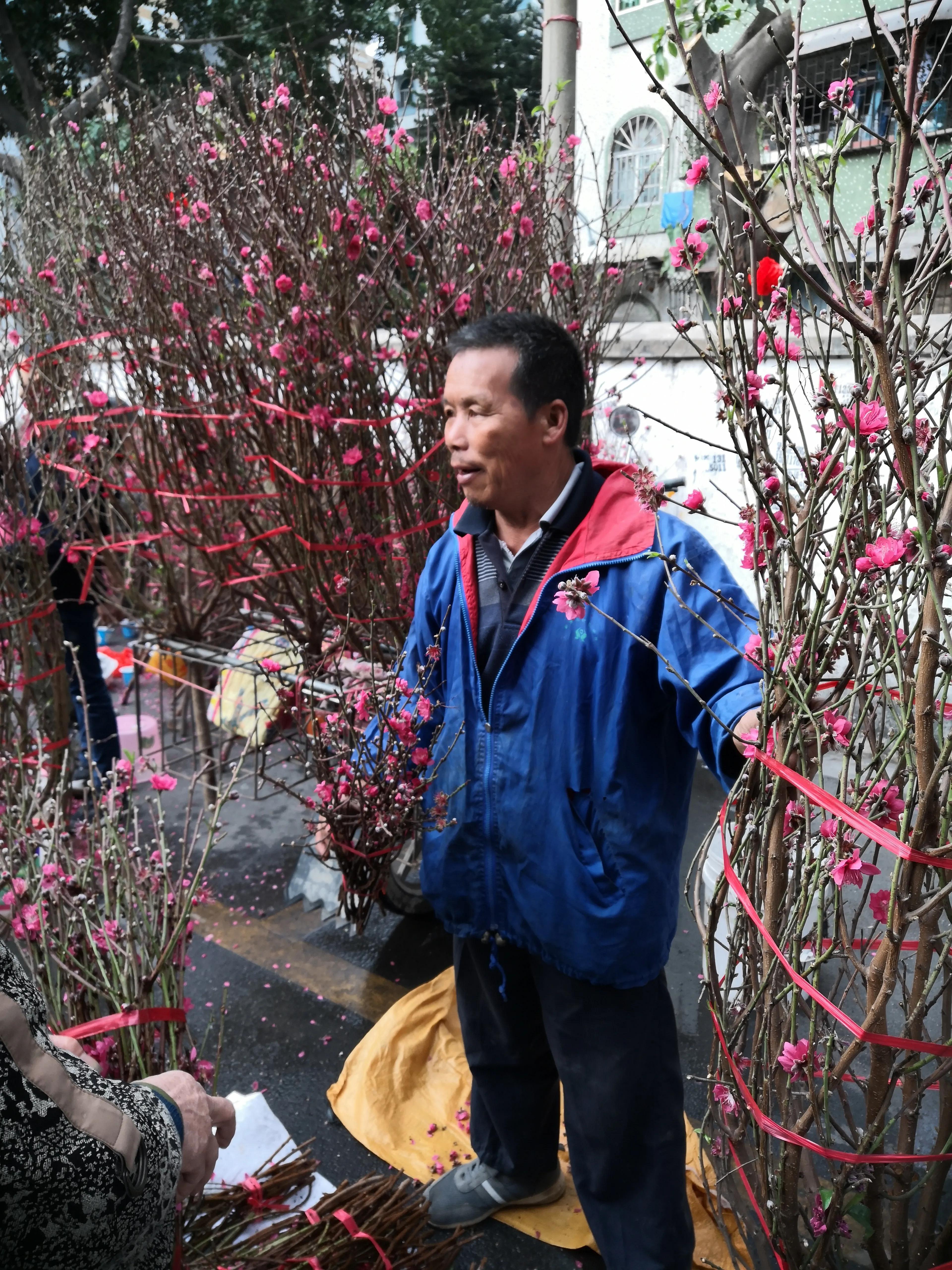 故乡的桃花,故乡的桃花开了