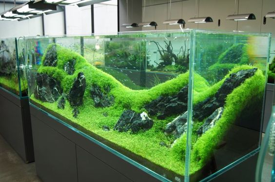 养观赏鱼怎样建立硝化系统,养鱼硝化系统崩溃鱼怎么应急