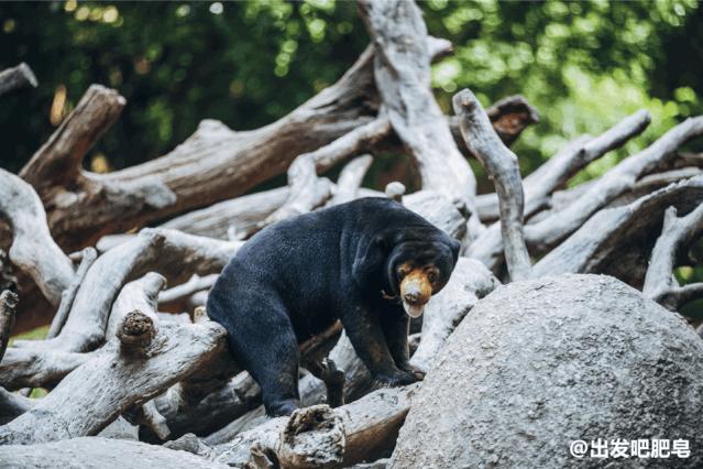 长隆飞鸟乐园长隆熊猫酒店怎么选,周一长隆野生动物园游玩攻略