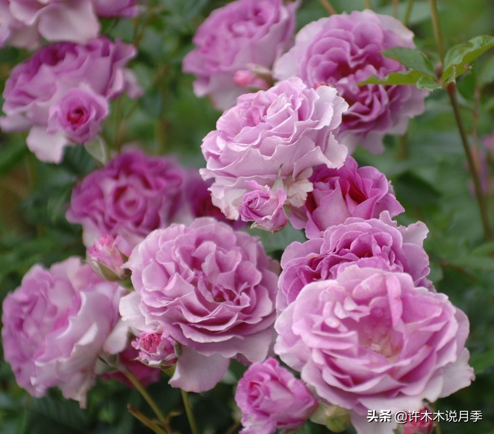 大花浓香四季开花的月季有哪些,黑紫色的月季花有哪些