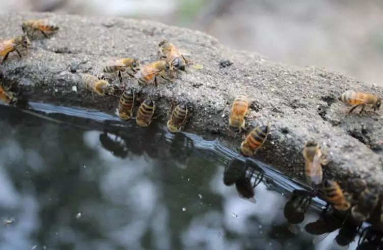 野生蜜蜂选巢全过程,找蜜蜂老巢最简单方法