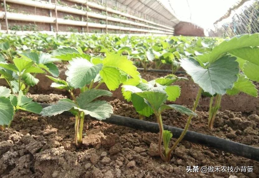 如何提高草莓种植移栽成活率,草莓移栽后如何缓苗和控旺