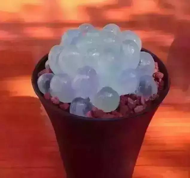 十几万一棵的多肉,50种稀有多肉多少钱一棵