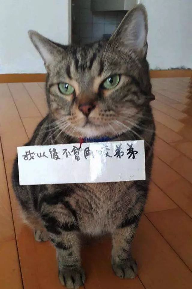 猫猫静悄悄歌曲,当猫猫静悄悄地过去偷吃你的东西