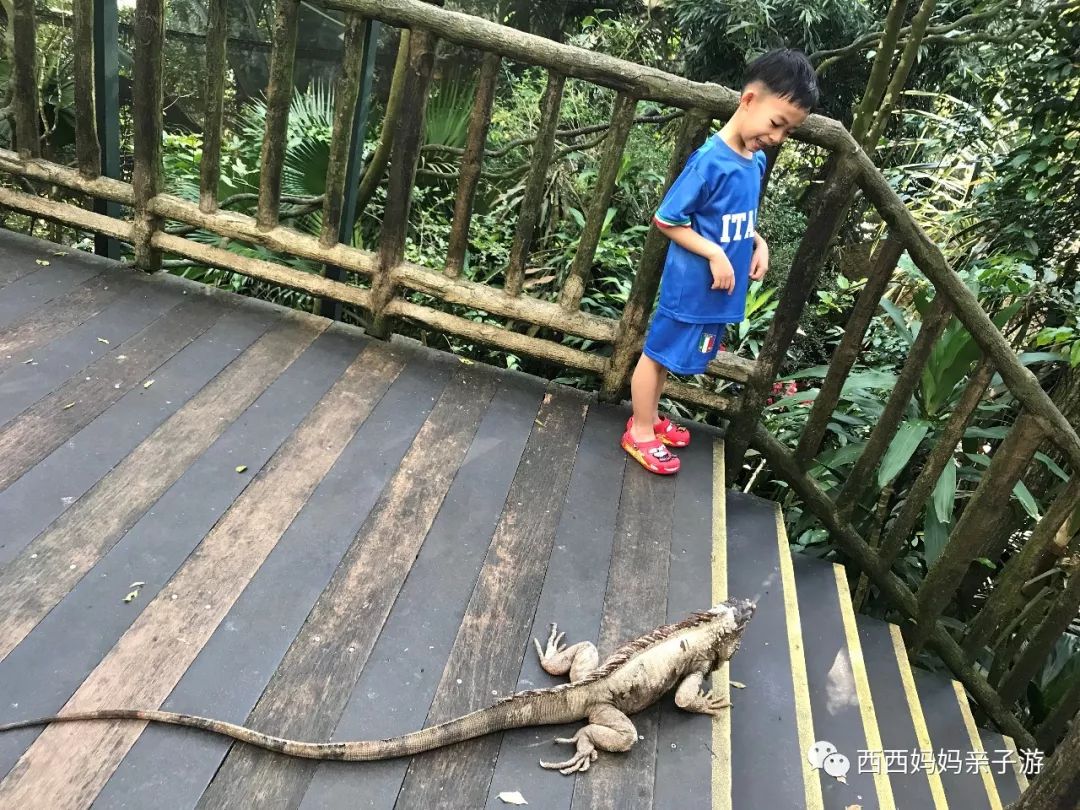 新加坡一天来回马来西亚乐高乐园,乐高马来西亚旅游记