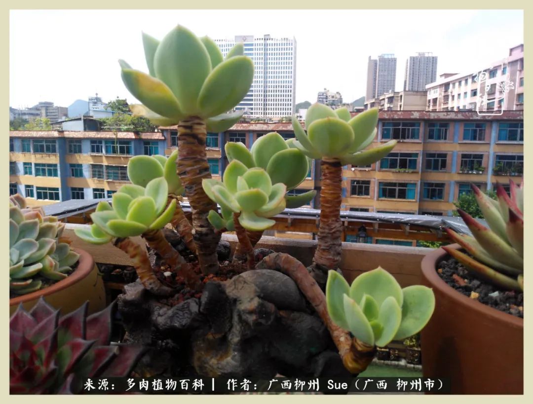 艳阳高照凉爽贵州，我要勤快地捕捉美好！（二）