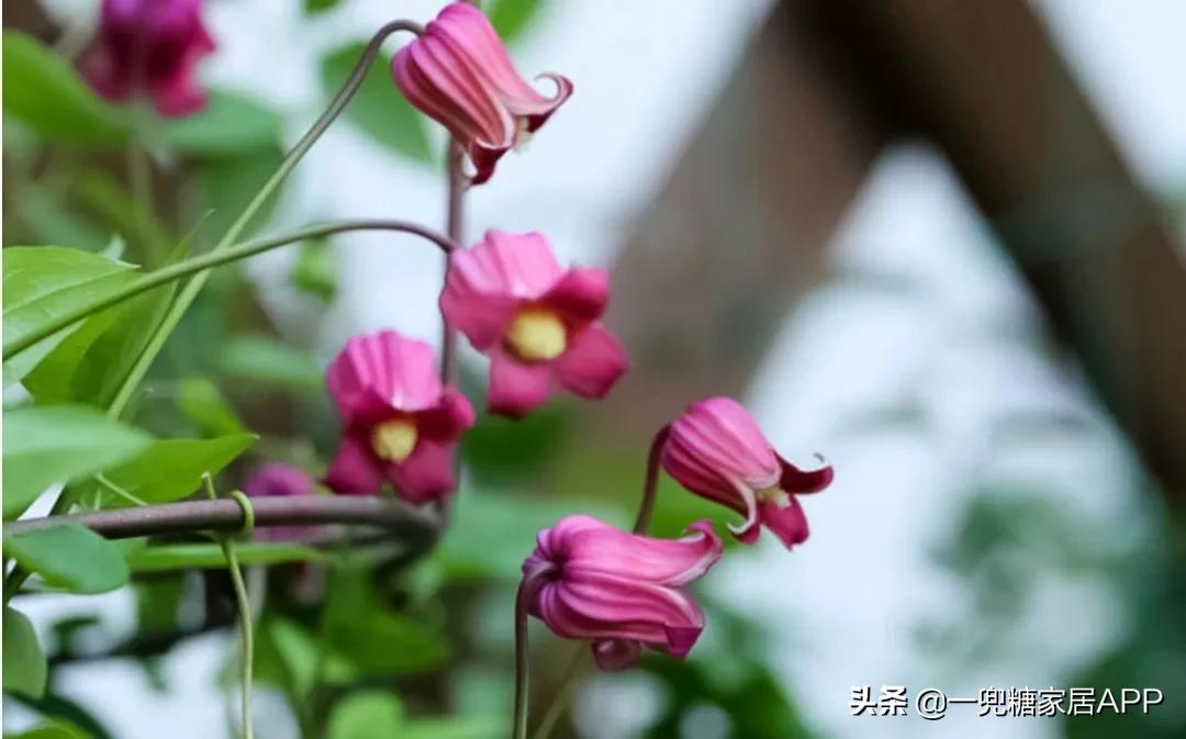 开花植物店铺推荐,适合店铺开花植物