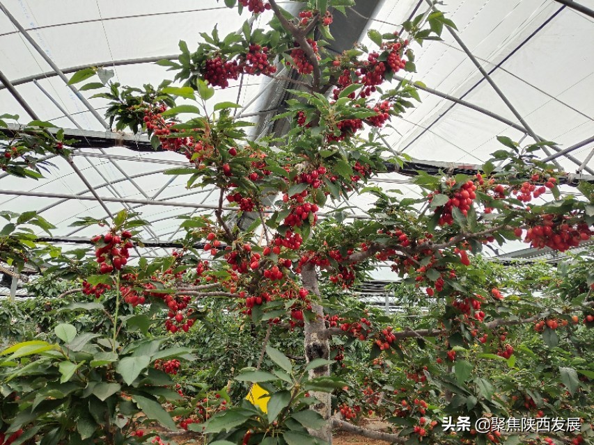 县政府助力樱桃销售,电商平台帮助果农销售樱桃