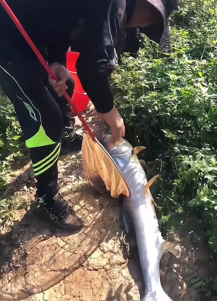 1.3米长水老虎被困小水塘，被人钓起时已瘦脱了形，网友：太惨了