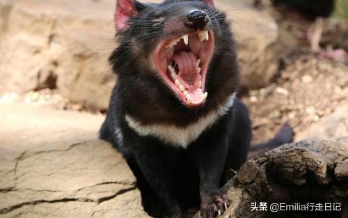 世界活化石博物馆特有动物,澳大利亚国宝鸭嘴兽图片