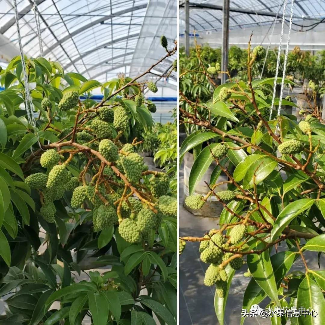 日本农业发达到什么程度？荔枝、香蕉、菠萝竟然用温室来种