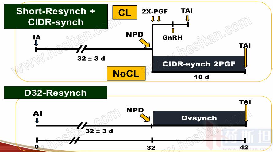 康奈尔大学干细胞研究,康奈尔大学科研