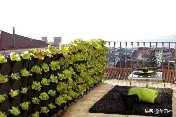 怎样在纸上种菜,纸上种菜的技术很简单