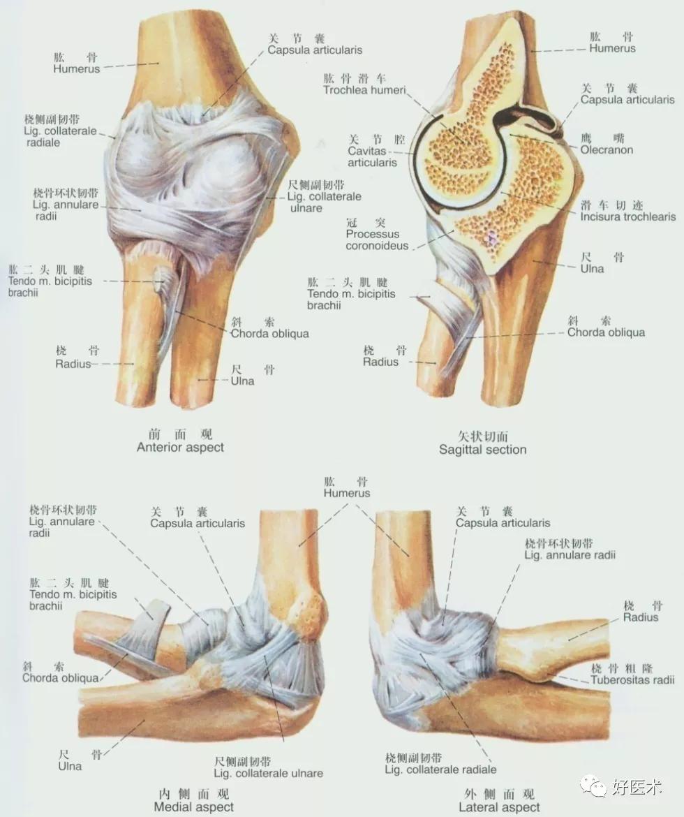 90条韧带的精细解剖、起止点及分布走形，收藏走起