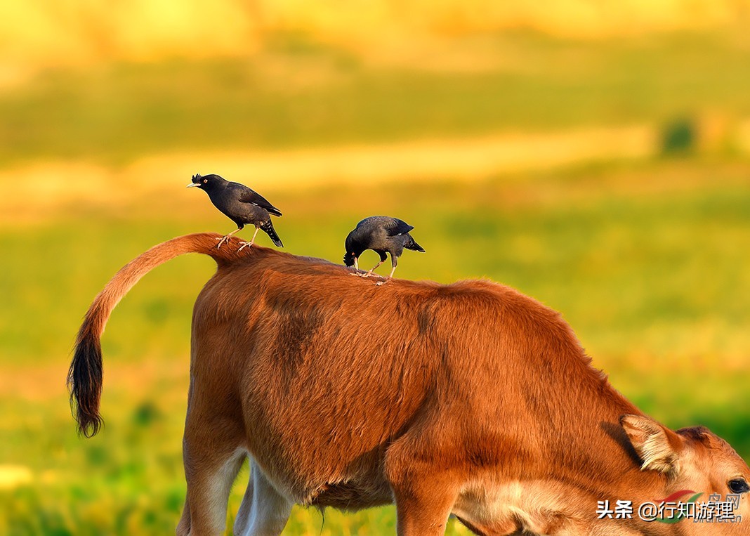 「共63题」强国争上游答题中的“动物世界”专题（最全辨析）