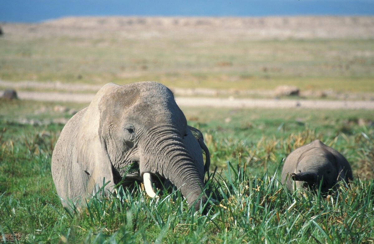 云南象群两只母象打架公象劝架,公象和母象打斗