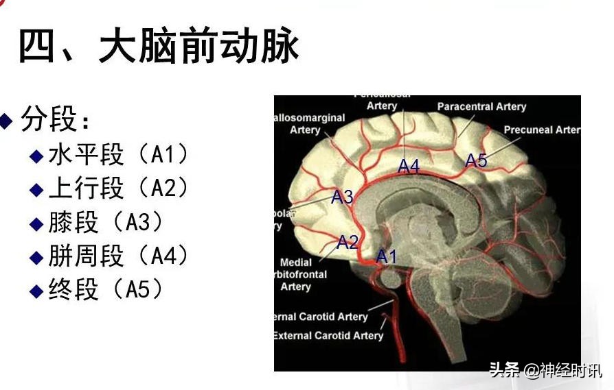 脑动脉解剖学讲解,基底节区脑血管解剖