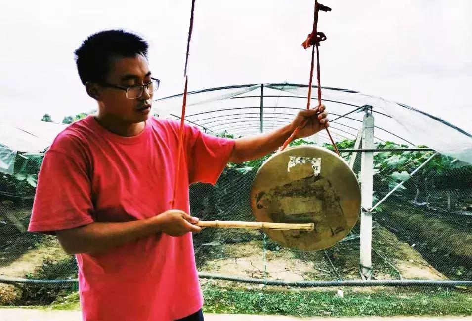 被“致富经”忽悠养殖野鸡，没想到失败以后反而成了番茄大王