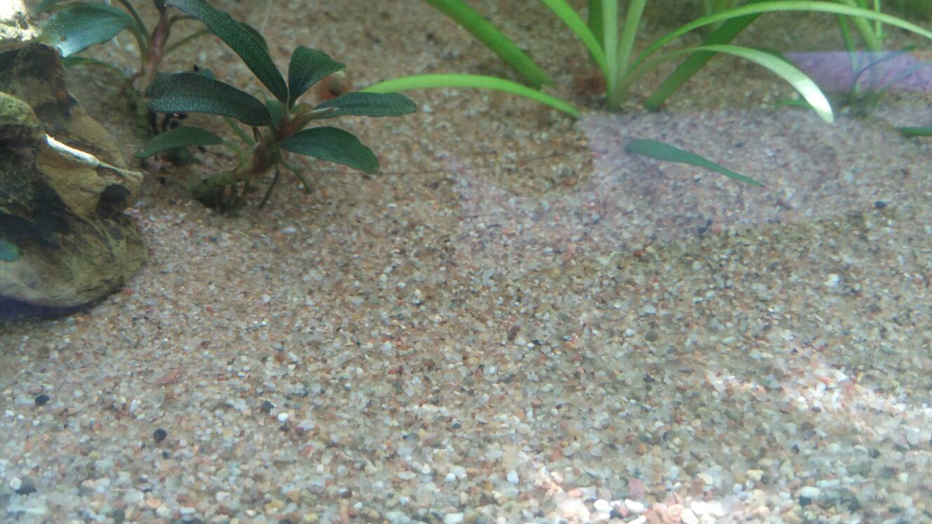 沼泽过滤鱼缸怎么开缸,沼泽缸开缸教程