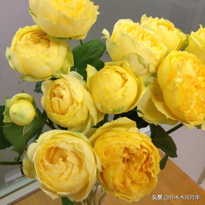 自己买玫瑰花种植,关于种植玫瑰花教程