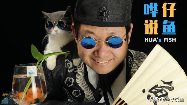 金鱼能喂酵母吗,金鱼喂鱼虫有好的办法