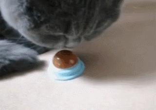 猫一天放了好几个臭屁,猫咪放的屁巨臭怎么回事