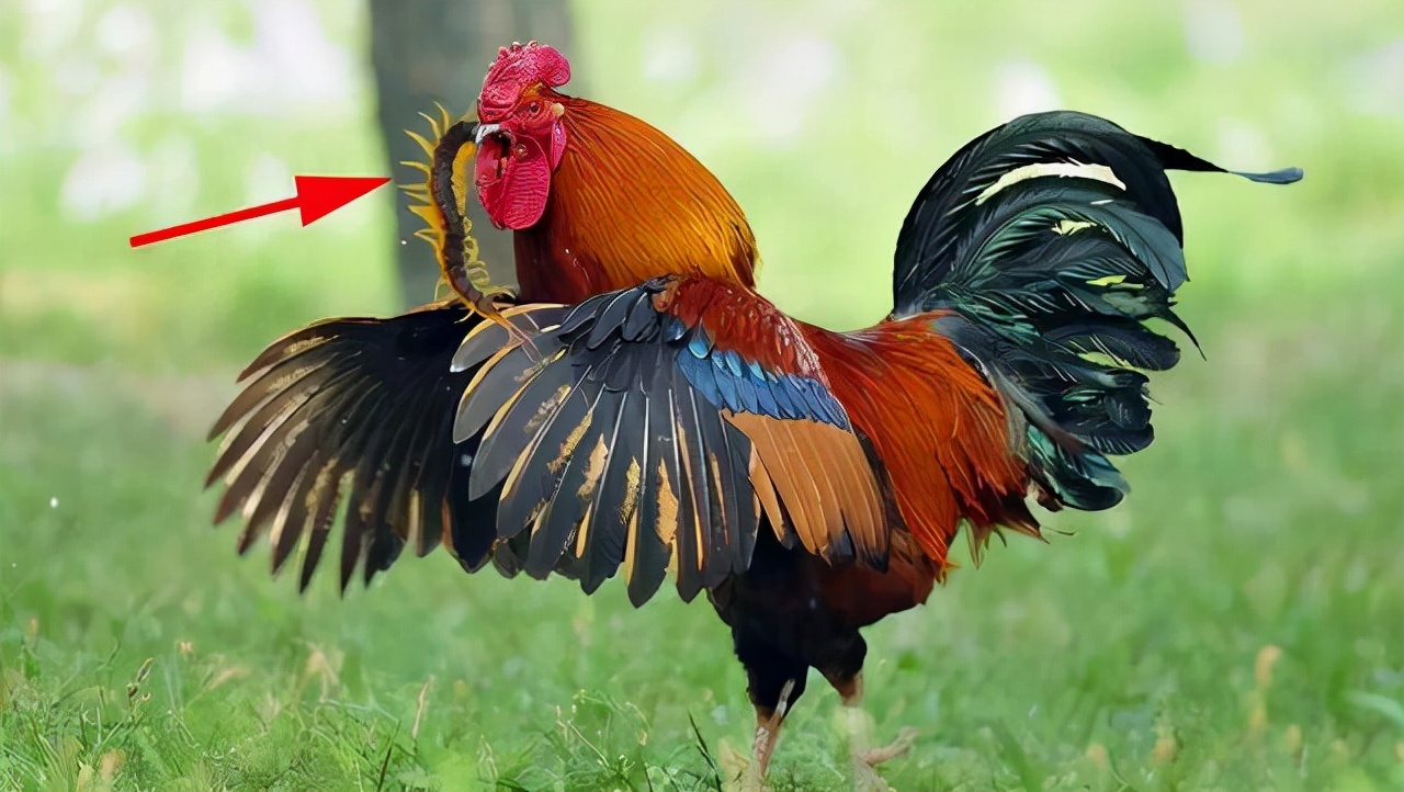 蜈蚣剧毒为什么鸡没事,蜈蚣有毒鸡吃了会中毒吗