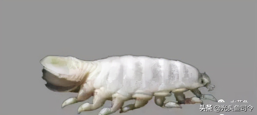 常见几种鱼体寄生虫,鱼类身上肉眼可见的寄生虫